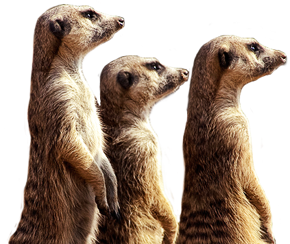 meerkat-transparent-background-gameznet-01