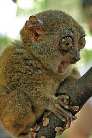 bush baby