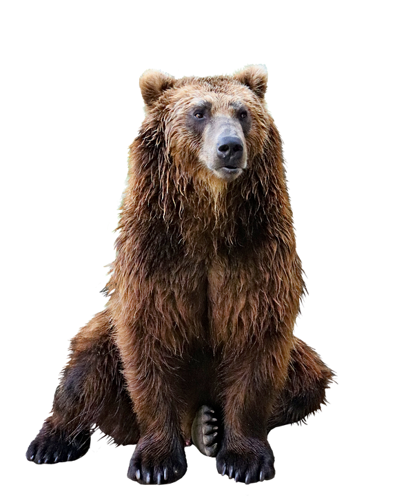 bear-transparent-background-gameznet