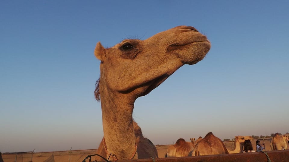 camel-223116_960_720