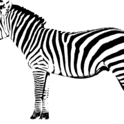 2848px-Zebra_3945_Nevit