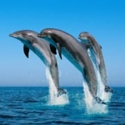 3-Dolphins-jumping