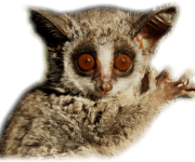 Bush Baby Transparent Images