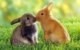 Animal-Love-Wallpaper5