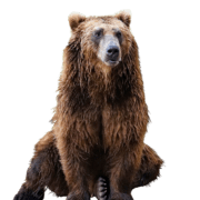 bear-transparent-background-gameznet