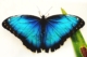 butterfly-4135218_960_720