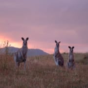 kangaroo_sunset