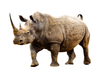 Rhinoceros Transparent Background Images