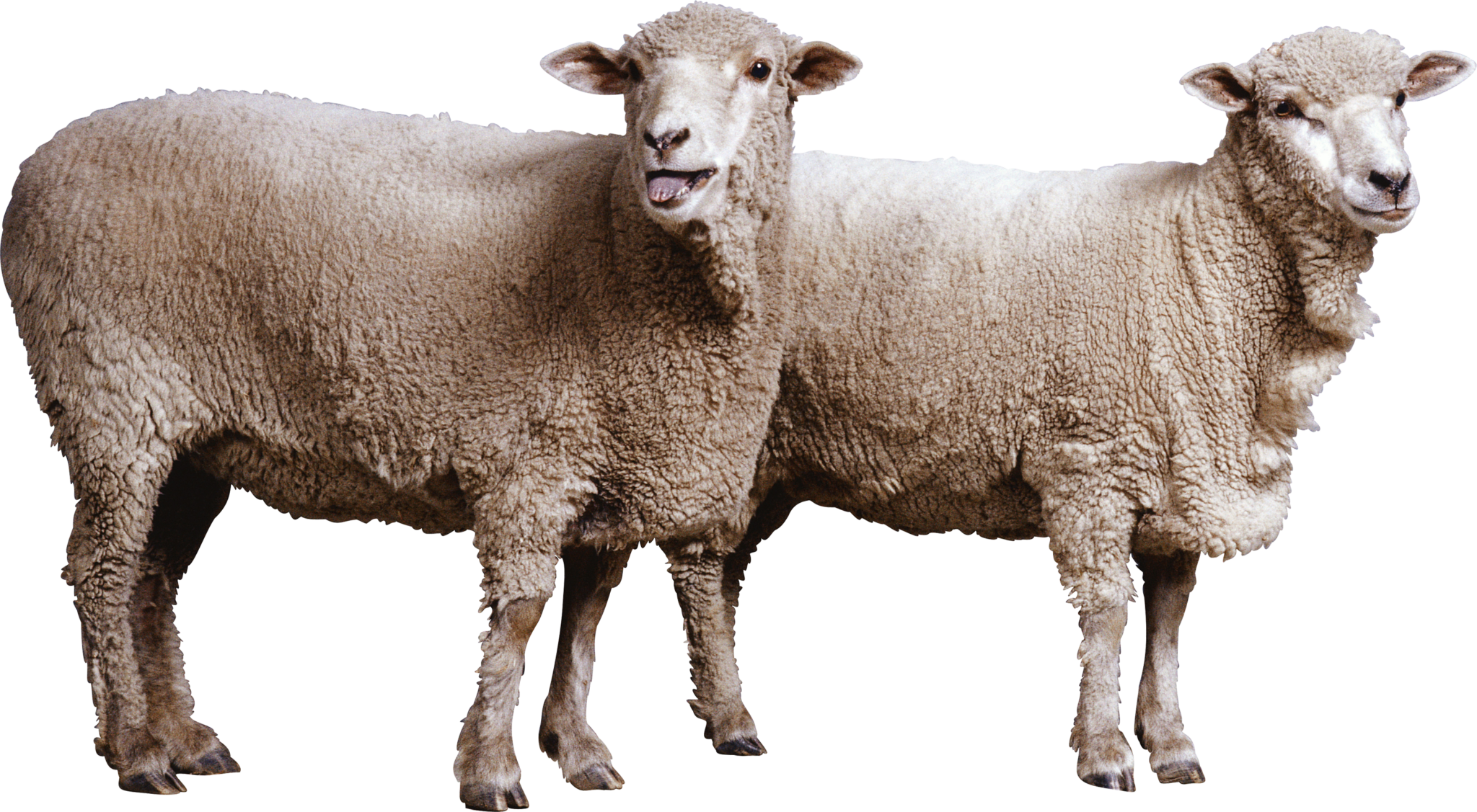 sheep-on-transparent-background-gameznet-01