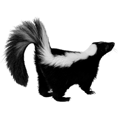 skunk-transparent-background-gameznet-01