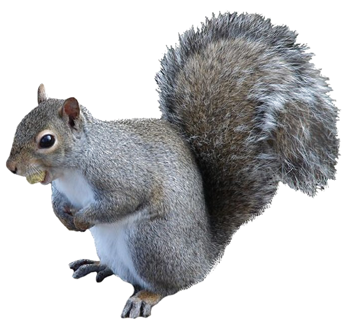 squirrel-transparent-background-gameznet-01