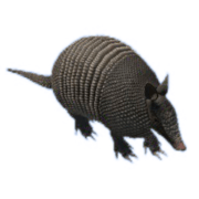 Armadillo-transaparent-gameznet-free-greenscreen-assets