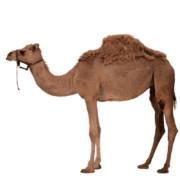 camel-transparent-image-gameznet-01