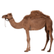 camel-transparent-image-gameznet-01