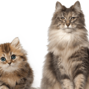 cat-kitten-transparent-background-images-gameznet-01