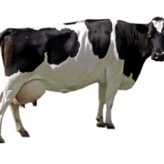 cow-transparent-background-gameznet-01