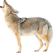 coyote-transparent-background-gameznet-16