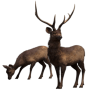 deer-transparent-background-gameznet-16