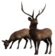 deer-transparent-background-gameznet-16