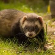 ferret-photo-gameznet-01