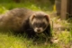 ferret-photo-gameznet-01