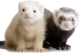 ferret-transparent-background-imagers-gameznet-01