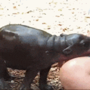 hippo-anuimated-gifs