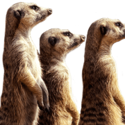 meerkat-transparent-background-gameznet-01