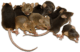 rodent-rats-mice-transparent-background-gameznet-01