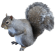 squirrel-transparent-background-gameznet-01