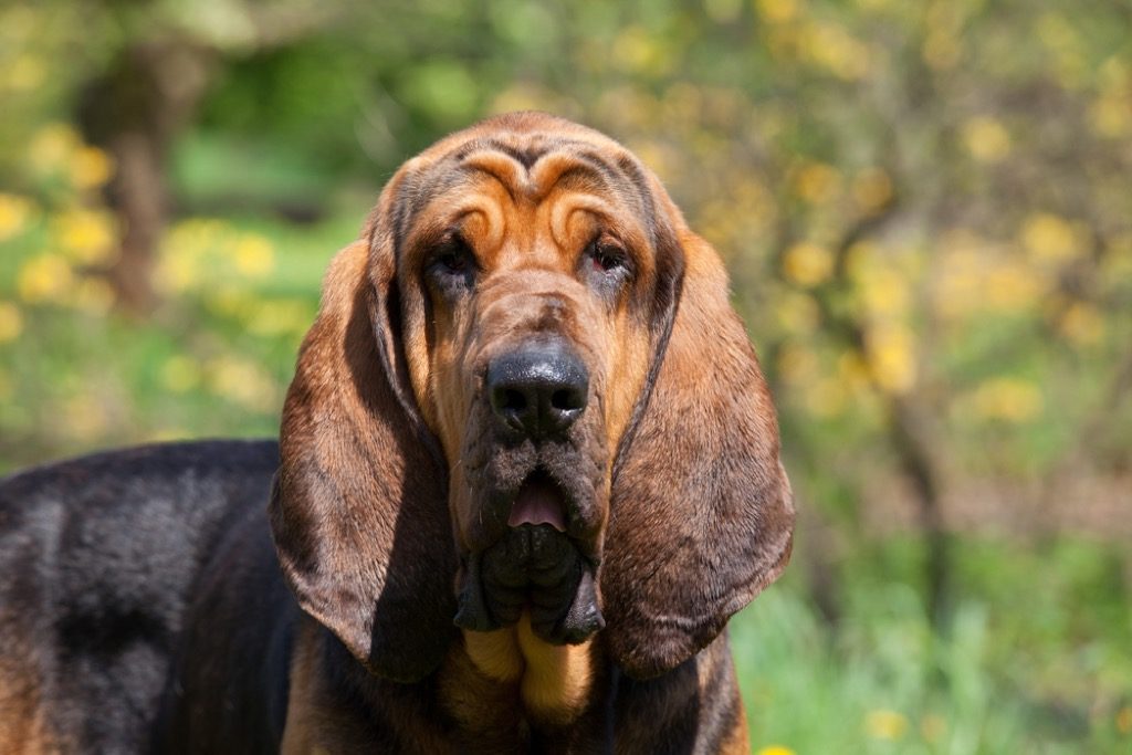 bloodhound