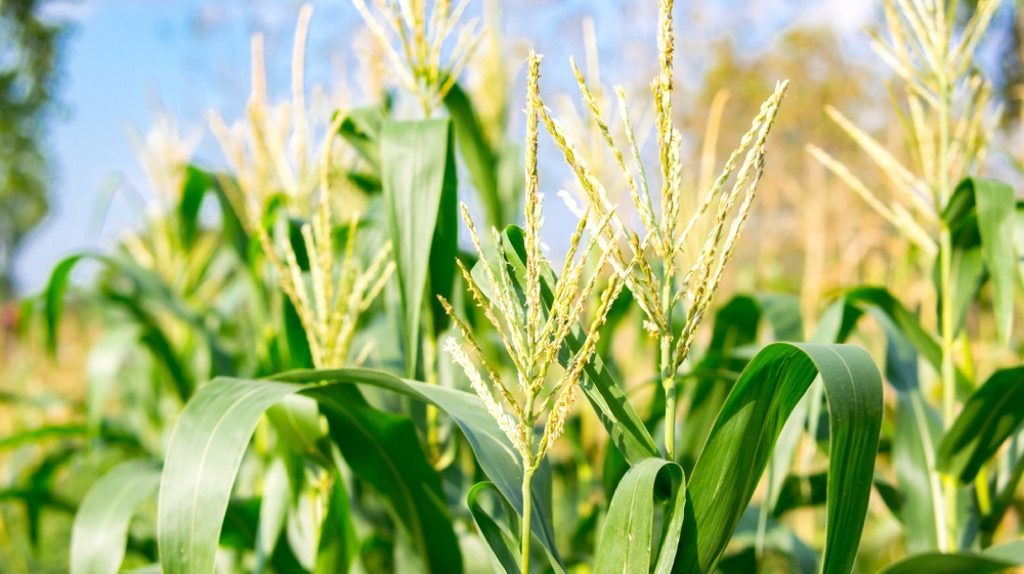 cornfield