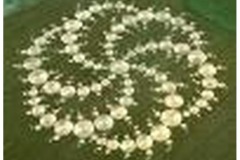 Crop_Circles-t0023