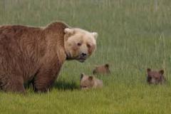 bear-family-photo-gameznet-00001