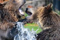 bear-pair-photo-gameznet-00005