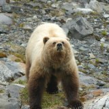 bear-photo-gameznet-00046