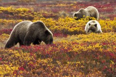 bears-flower-field-photo-gameznet-00036