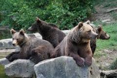 bears-photo-gameznet-00011