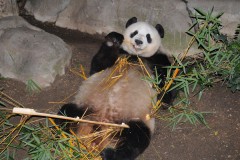 panda-bear-photo-gameznet-00055