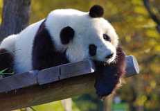 panda-bear-photo-gameznet-00058