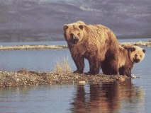 Grizzly Bears