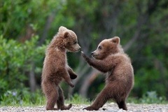 bear cubs