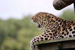 leopard-big-cat-photos-gameznet-00105