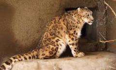 leopard-big-cat-photos-gameznet-00107