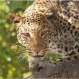 leopard-big-cat-photos-gameznet-00109