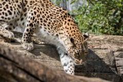 leopard-big-cat-photos-gameznet-00114