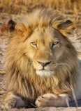 lion-big-cat-photos-gameznet-00061