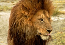 male lion