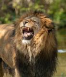 lion-big-cat-photos-gameznet-00082