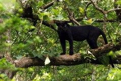 panther-big-cat-photos-gameznet-00003